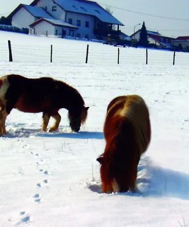 Panorama Stemler アパート Eulenbis